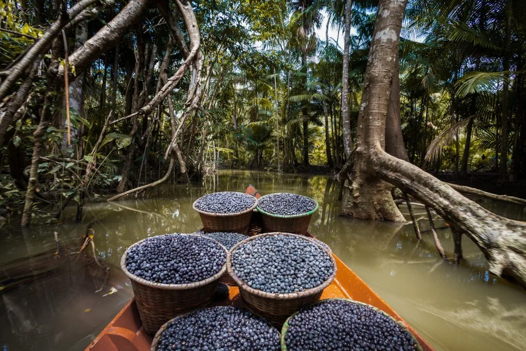 Açaí harvest loaded in a boat on an Amazon jungle waterway